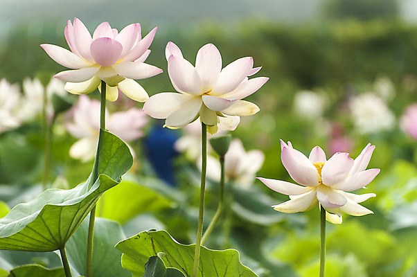 포토 JPG 주간 연꽃 사람없음 야외 아웃포커스 연잎 시흥 관곡지 국내포토 자연요소 꽃 잎 촬영기법 경기도 파일형식