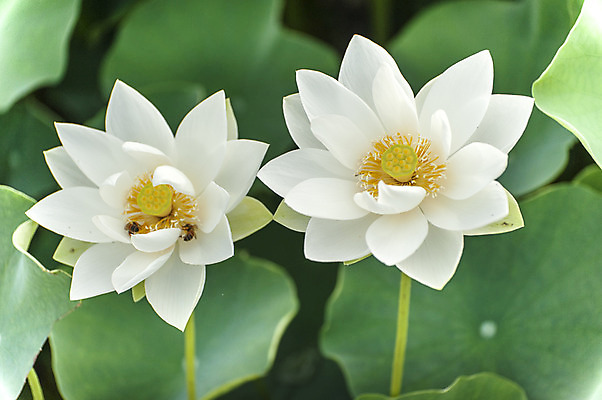 포토 JPG 주간 연꽃 사람없음 야외 아웃포커스 흰색 두송이 연잎 시흥 관곡지 국내포토 자연요소 꽃 컬러 잎 2 촬영기법 경기도 파일형식