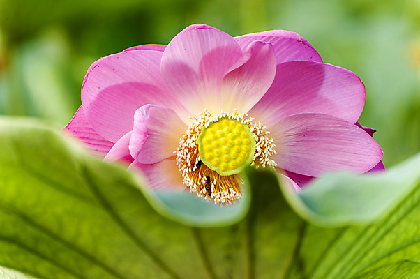 포토 JPG 주간 분홍색 한송이 연꽃 사람없음 야외 아웃포커스 연잎 시흥 관곡지 국내포토 자연요소 1 꽃 컬러 잎 촬영기법 송이 경기도 파일형식