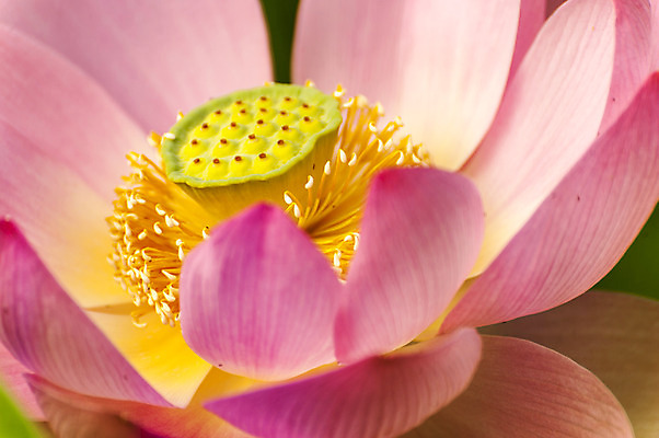 포토 JPG 주간 분홍색 한송이 연꽃 씨앗 근접촬영 사람없음 야외 꽃술_꽃 시흥 관곡지 국내포토 자연요소 식물 1 꽃 뷰포인트 컬러 송이 경기도 파일형식