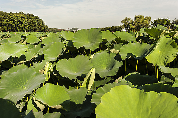 포토 JPG 주간 한국 사람없음 야외 초록색 연잎 시흥 관곡지 국내포토 자연요소 아시아 컬러 잎 경기도 파일형식