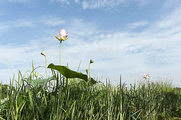 포토 JPG 주간 식물 구름 하늘 한국 연꽃 사람없음 야외 맑음 연잎 시흥 관곡지 국내포토 자연요소 꽃 아시아 잎 날씨 경기도 파일형식