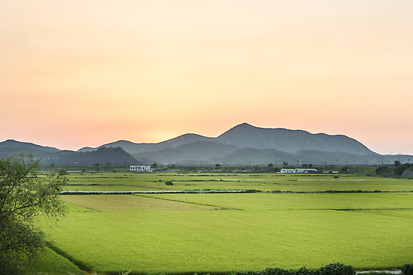 포토 JPG 주간 밭 자연 한국 논 풍경 사람없음 야외 초록색 국내포토 자연요소 아시아 컬러 농업 생태계 파일형식