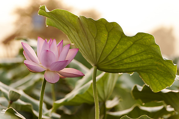 포토 JPG 주간 분홍색 한송이 연꽃 사람없음 야외 아웃포커스 연잎 시흥 관곡지 국내포토 자연요소 1 꽃 컬러 잎 촬영기법 송이 경기도 파일형식