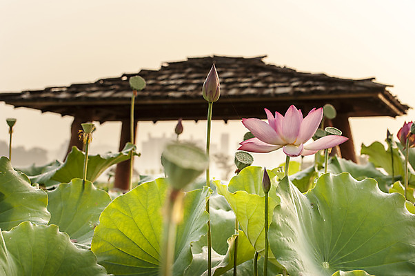 포토 JPG 주간 분홍색 한국 연꽃 사람없음 야외 연잎 꽃봉오리 정자 시흥 관곡지 국내포토 자연요소 건축물 꽃 아시아 컬러 잎 경기도 파일형식