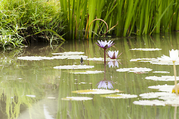 포토 JPG 주간 연꽃 사람없음 야외 반사 보라색 연못 연잎 국내포토 자연요소 꽃 컬러 잎 파일형식