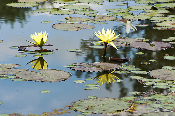 포토 JPG 주간 연꽃 사람없음 야외 반사 노란색 연못 두송이 연잎 국내포토 자연요소 꽃 컬러 잎 2 파일형식