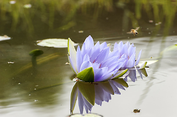 포토 JPG 주간 한마리 연꽃 사람없음 야외 반사 보라색 연못 벌 두송이 국내포토 자연요소 1 꽃 컬러 곤충 2 파일형식