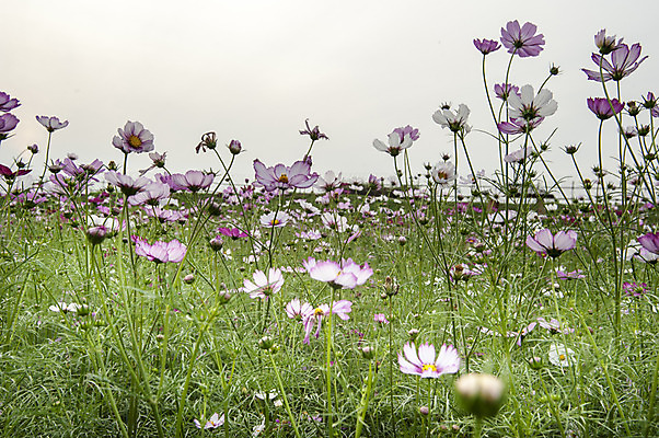포토 JPG 주간 여러송이 꽃밭 한국 사람없음 야외 보라색 코스모스 연보라색 국내포토 자연요소 꽃 아시아 컬러 다수 파일형식