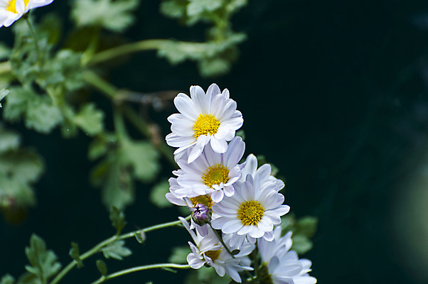 포토 JPG 주간 여러송이 국화 사람없음 야외 아웃포커스 흰색 국내포토 자연요소 꽃 컬러 다수 촬영기법 파일형식