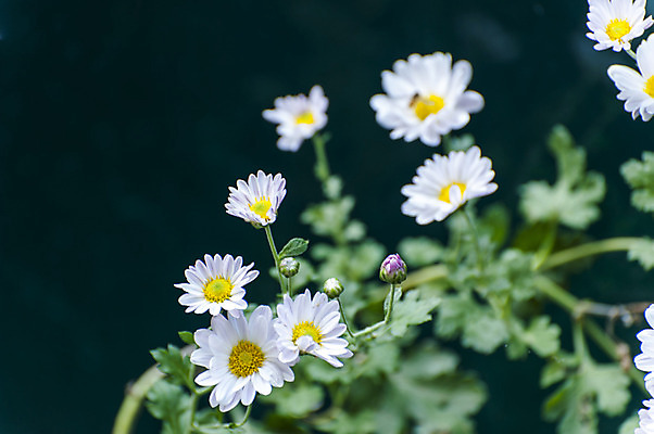 포토 JPG 주간 여러송이 국화 사람없음 야외 아웃포커스 흰색 국내포토 자연요소 꽃 컬러 다수 촬영기법 파일형식