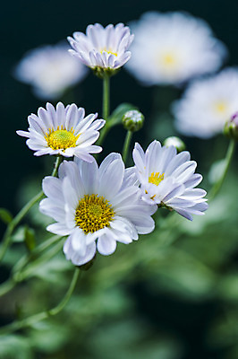 포토 JPG 주간 여러송이 국화 사람없음 야외 아웃포커스 흰색 국내포토 자연요소 꽃 컬러 다수 촬영기법 파일형식