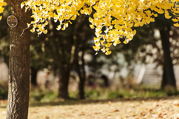 포토 JPG 주간 사람없음 야외 아웃포커스 노란색 가을 은행잎 은행나무 호수공원 국내포토 자연요소 나무 계절 공원 컬러 잎 촬영기법 파일형식