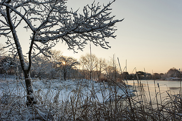포토 JPG 주간 나무 겨울 한국 풍경 사람없음 야외 눈 앙상함 호수공원 겨울풍경 국내포토 자연요소 식물 계절 공원 아시아 날씨 파일형식