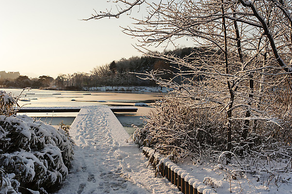 포토 JPG 주간 나무 겨울 한국 풍경 사람없음 야외 눈 발자국 앙상함 호수공원 겨울풍경 국내포토 자연요소 식물 계절 공원 아시아 자국 날씨 파일형식