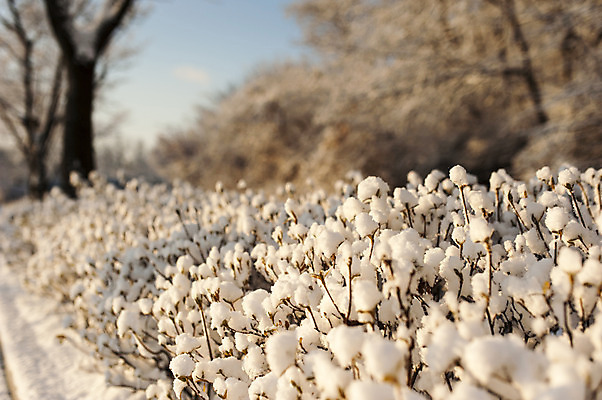 포토 JPG 주간 식물 겨울 사람없음 야외 아웃포커스 눈 호수공원 국내포토 자연요소 계절 공원 날씨 촬영기법 파일형식