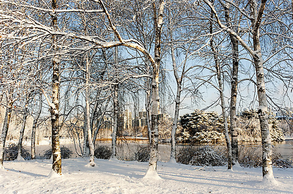 포토 JPG 주간 나무 겨울 한국 여러그루 풍경 사람없음 야외 눈 앙상함 호수공원 겨울풍경 국내포토 자연요소 식물 계절 공원 아시아 다수 날씨 파일형식