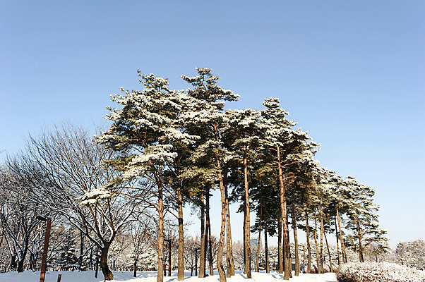포토 JPG 주간 나무 겨울 하늘 한국 여러그루 풍경 사람없음 야외 눈 호수공원 겨울풍경 국내포토 자연요소 식물 계절 공원 아시아 다수 날씨 파일형식