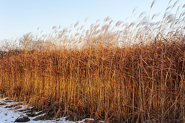포토 JPG 주간 한국 갈대 풍경 사람없음 야외 한강 억새 갈대밭 억새밭 국내포토 자연요소 식물 아시아 서울 랜드마크 파일형식 갈대_식물