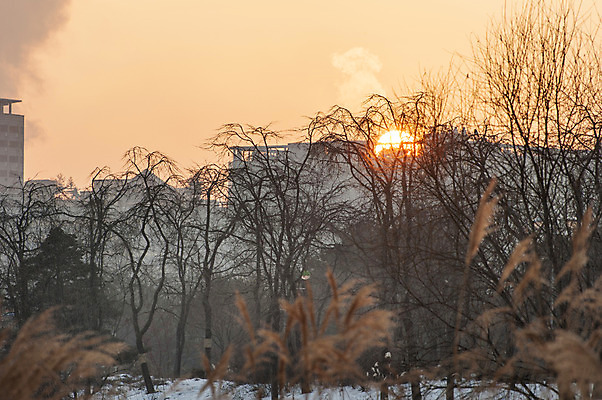 포토 JPG 주간 나무 겨울 하늘 한국 갈대 사람없음 야외 태양 일몰 억새 앙상함 호수공원 국내포토 자연요소 식물 계절 공원 아시아 노을 파일형식