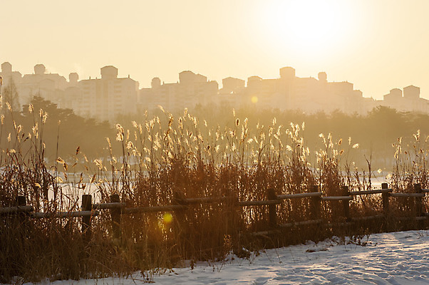 포토 JPG 주간 겨울 아파트 한국 갈대 풍경 사람없음 야외 일몰 눈 억새 호수공원 겨울풍경 국내포토 자연요소 식물 계절 공원 아시아 날씨 주택 노을 파일형식