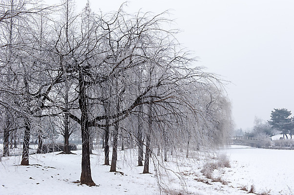 포토 JPG 주간 나무 겨울 한국 여러그루 풍경 사람없음 야외 눈 앙상함 호수공원 겨울풍경 국내포토 자연요소 식물 계절 공원 아시아 다수 날씨 파일형식