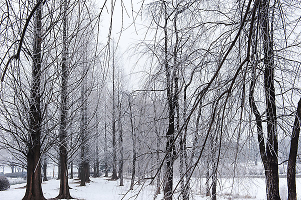 포토 JPG 주간 나무 겨울 한국 여러그루 풍경 사람없음 야외 눈 앙상함 호수공원 겨울풍경 국내포토 자연요소 식물 계절 공원 아시아 다수 날씨 파일형식