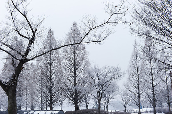 포토 JPG 주간 나무 겨울 한국 여러그루 풍경 사람없음 야외 눈 앙상함 호수공원 겨울풍경 국내포토 자연요소 식물 계절 공원 아시아 다수 날씨 파일형식
