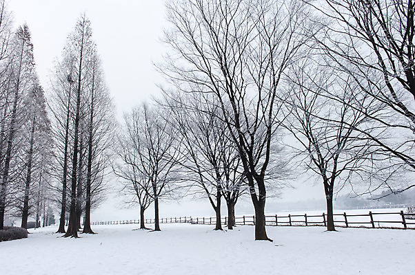 포토 JPG 주간 나무 겨울 한국 여러그루 풍경 사람없음 야외 눈 앙상함 호수공원 겨울풍경 국내포토 자연요소 식물 계절 공원 아시아 다수 날씨 파일형식