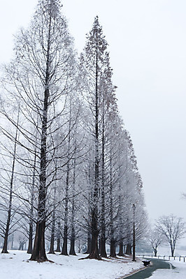 포토 JPG 주간 나무 겨울 한국 여러그루 풍경 사람없음 야외 산책로 눈 앙상함 호수공원 겨울풍경 국내포토 자연요소 식물 계절 공원 아시아 길 다수 날씨 파일형식