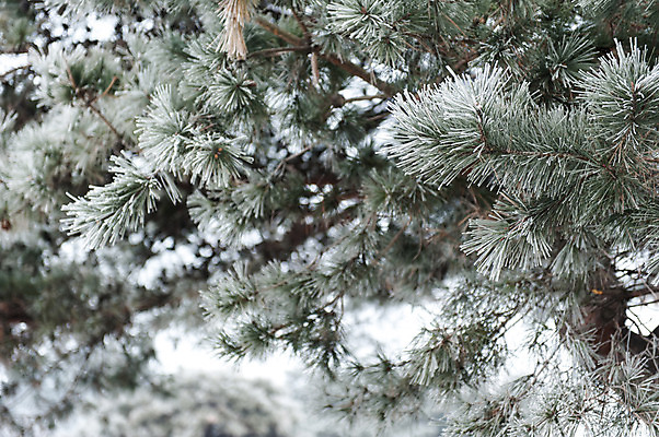 포토 JPG 주간 겨울 한국 사람없음 야외 눈 소나무 솔잎 호수공원 국내포토 자연요소 나무 계절 공원 아시아 잎 날씨 파일형식