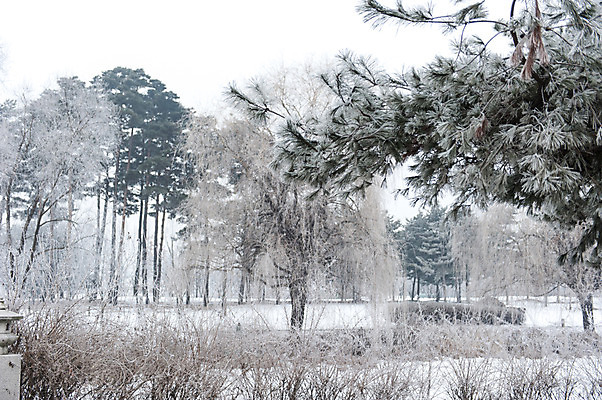 포토 JPG 주간 나무 식물 겨울 한국 여러그루 풍경 사람없음 야외 눈 소나무 호수공원 겨울풍경 국내포토 자연요소 계절 공원 아시아 다수 날씨 파일형식