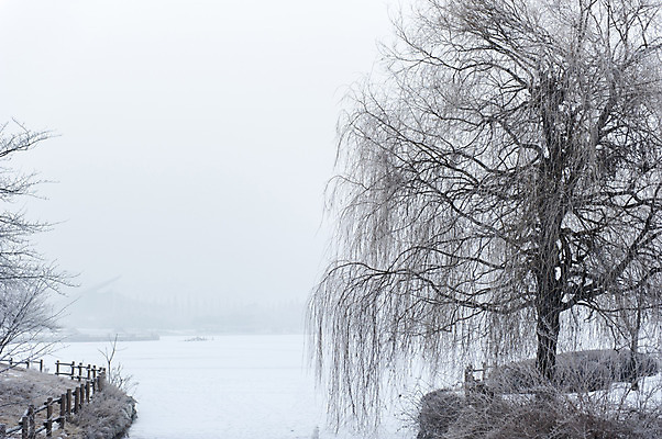 포토 JPG 주간 나무 겨울 한국 풍경 사람없음 야외 눈 앙상함 호수공원 겨울풍경 국내포토 자연요소 식물 계절 공원 아시아 날씨 파일형식