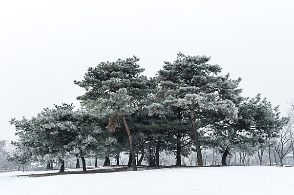 포토 JPG 주간 겨울 한국 여러그루 풍경 사람없음 야외 눈 소나무 호수공원 겨울풍경 국내포토 자연요소 나무 계절 공원 아시아 다수 날씨 파일형식