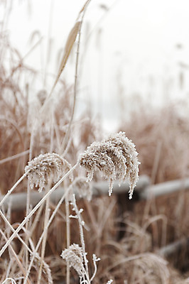 포토 JPG 주간 겨울 갈대 사람없음 야외 아웃포커스 눈 억새 호수공원 국내포토 자연요소 식물 계절 공원 날씨 촬영기법 파일형식