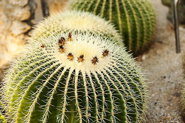 포토 JPG 주간 식물 선인장 근접촬영 사람없음 야외 아웃포커스 국내포토 자연요소 뷰포인트 촬영기법 파일형식