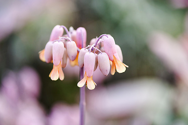 포토 JPG 주간 분홍색 여러송이 사람없음 야외 아웃포커스 초롱꽃 방울꽃 국내포토 자연요소 꽃 컬러 다수 촬영기법 파일형식