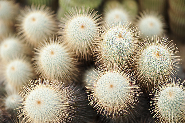 포토 JPG 주간 식물 여러송이 선인장 근접촬영 사람없음 야외 아웃포커스 국내포토 자연요소 뷰포인트 다수 촬영기법 파일형식