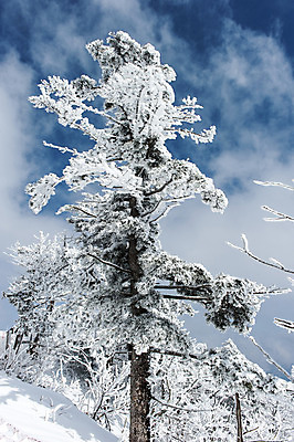 포토 JPG 주간 나무 설경 겨울 하늘 한국 풍경 사람없음 야외 눈 덕유산 무주 향적봉 겨울풍경 국내포토 자연요소 식물 계절 아시아 날씨 산 전라북도 파일형식