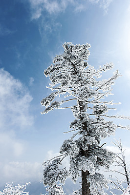 포토 JPG 주간 나무 설경 겨울 하늘 한국 풍경 사람없음 야외 눈 덕유산 무주 향적봉 겨울풍경 국내포토 자연요소 식물 계절 아시아 날씨 산 전라북도 파일형식