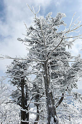 포토 JPG 주간 나무 설경 겨울 하늘 한국 풍경 사람없음 야외 눈 덕유산 무주 향적봉 겨울풍경 국내포토 자연요소 식물 계절 아시아 날씨 산 전라북도 파일형식