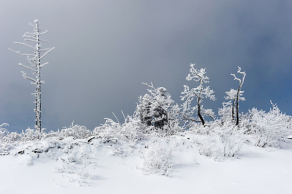 포토 JPG 주간 나무 설경 겨울 하늘 한국 풍경 사람없음 야외 눈 겨울산 덕유산 무주 향적봉 겨울풍경 국내포토 자연요소 식물 계절 아시아 날씨 산 전라북도 파일형식