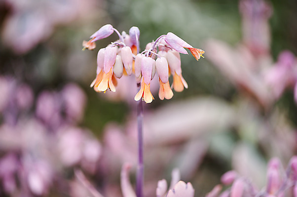 포토 JPG 주간 분홍색 여러송이 사람없음 야외 아웃포커스 초롱꽃 방울꽃 국내포토 자연요소 꽃 컬러 다수 촬영기법 파일형식