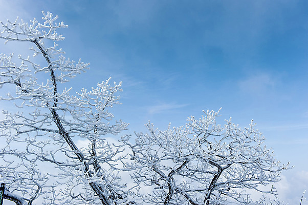 포토 JPG 주간 설경 겨울 하늘 한국 풍경 사람없음 야외 나뭇가지 눈 덕유산 앙상함 무주 향적봉 겨울풍경 국내포토 자연요소 나무 계절 아시아 날씨 산 전라북도 파일형식