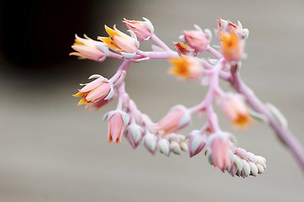 포토 JPG 주간 분홍색 여러송이 사람없음 야외 아웃포커스 꽃봉오리 초롱꽃 방울꽃 국내포토 자연요소 꽃 컬러 다수 촬영기법 파일형식