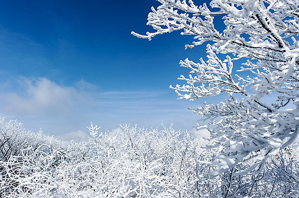 포토 JPG 주간 설경 겨울 하늘 한국 풍경 사람없음 야외 나뭇가지 눈 덕유산 앙상함 무주 향적봉 겨울풍경 국내포토 자연요소 나무 계절 아시아 날씨 산 전라북도 파일형식