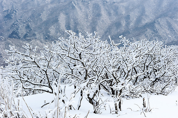 포토 JPG 주간 나무 설경 한국 풍경 사람없음 야외 나뭇가지 눈 겨울산 덕유산 앙상함 무주 향적봉 겨울풍경 국내포토 자연요소 식물 아시아 겨울 날씨 산 전라북도 파일형식