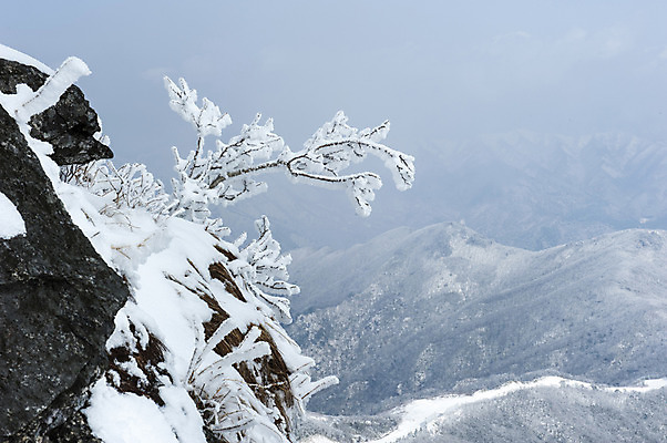 포토 JPG 주간 나무 설경 산 한국 풍경 사람없음 야외 나뭇가지 눈 겨울산 덕유산 앙상함 무주 향적봉 겨울풍경 국내포토 자연요소 식물 아시아 겨울 날씨 전라북도 파일형식