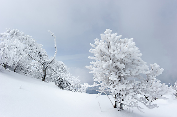 포토 JPG 주간 나무 설경 하늘 한국 풍경 사람없음 야외 눈 겨울산 덕유산 무주 향적봉 겨울풍경 국내포토 자연요소 식물 아시아 겨울 날씨 산 전라북도 파일형식