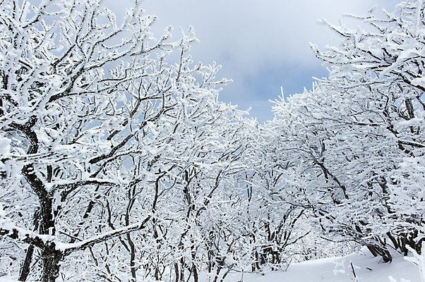 포토 JPG 주간 나무 설경 한국 풍경 사람없음 야외 나뭇가지 눈 덕유산 앙상함 무주 향적봉 겨울풍경 국내포토 자연요소 식물 아시아 겨울 날씨 산 전라북도 파일형식